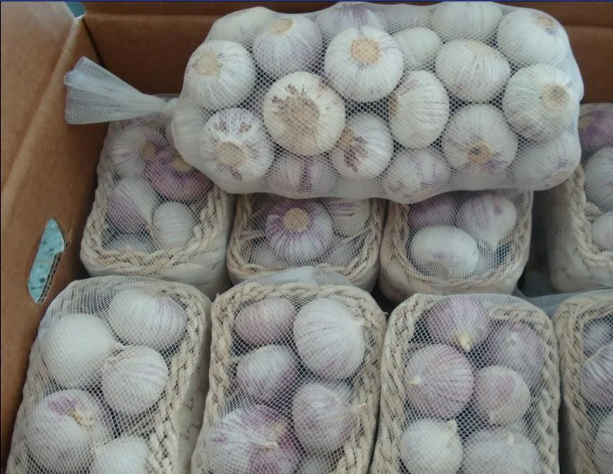 Yunnan Fresh New Crop Solo Garlic Supplier