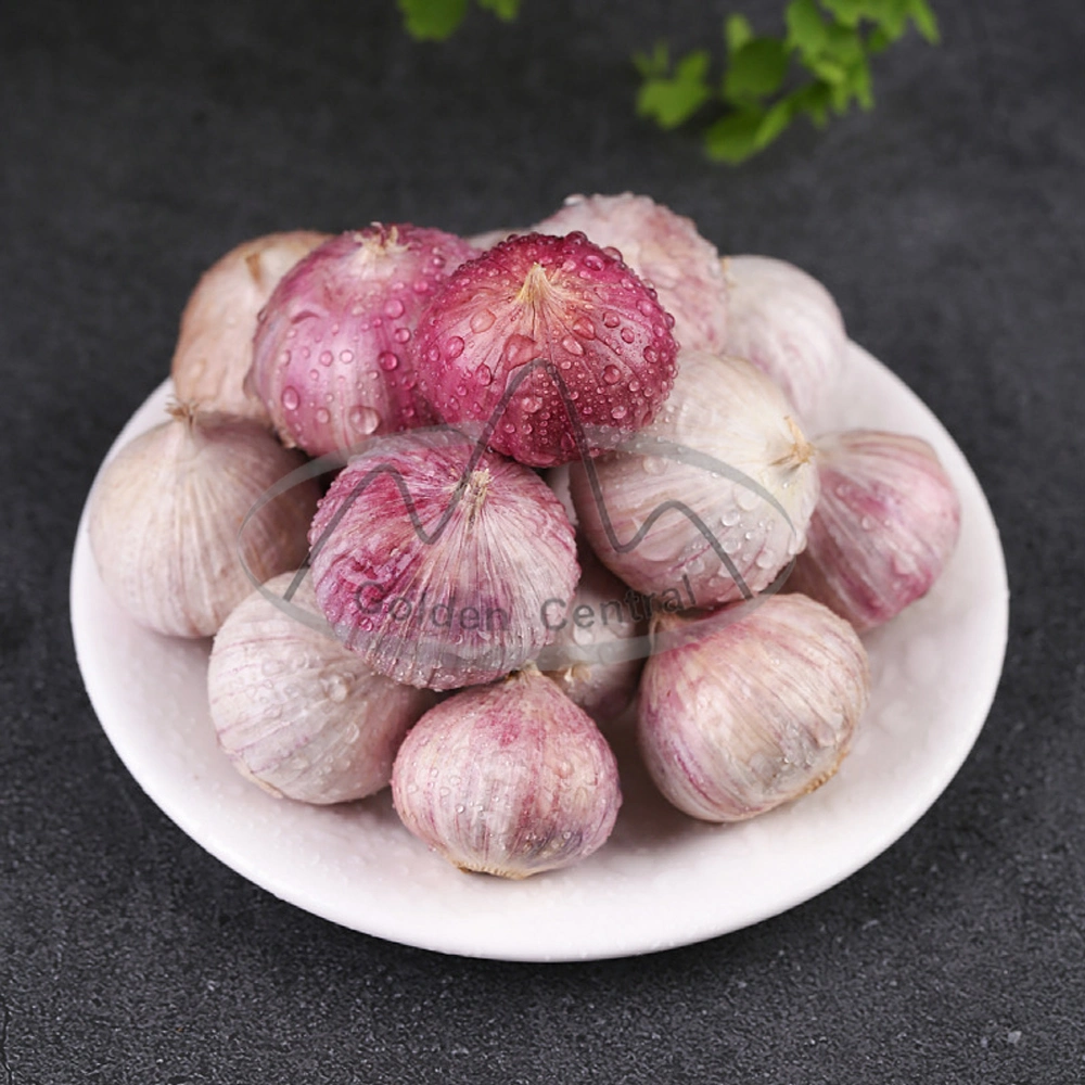 Top Quality Wholesale Fresh Solo Garlic in Mesh Bag