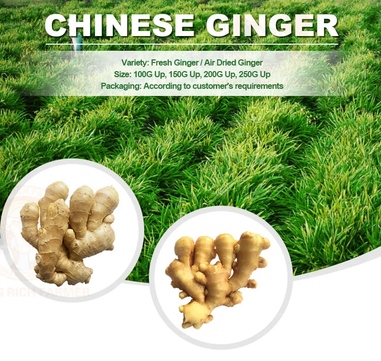 2022 New Crop High Quality Chinese Fresh Ginger for Sale