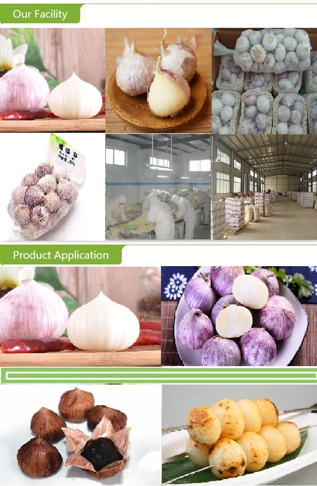 Top Quality Fresh Solo Garlic with Competitive Price