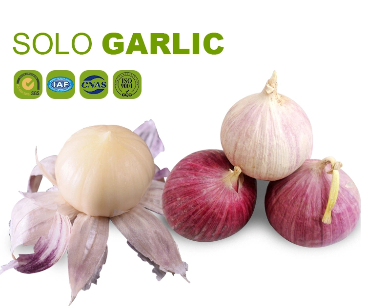 Solo One Single Clove Fresh Garlic New Crop Top Quality Best Price Free Sample