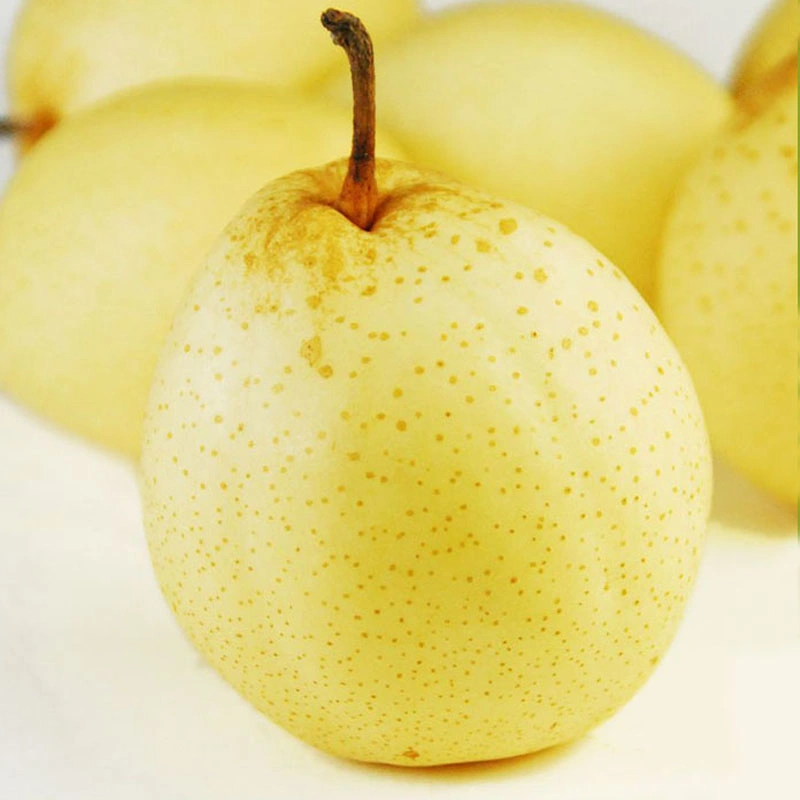 Chinese/China Fresh Pear Ya/Golden Pear