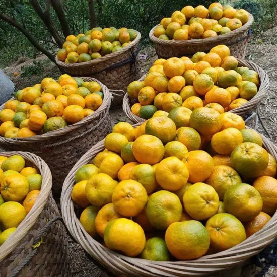 Bestes süßes Yongchun Pokan, frische Mandarine in Klasse a