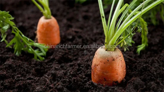 Großhändler für frische Karotten zu günstigen Karottenpreisen