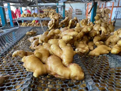 Chinesische frische, luftgetrocknete Ingwer-Gemüse