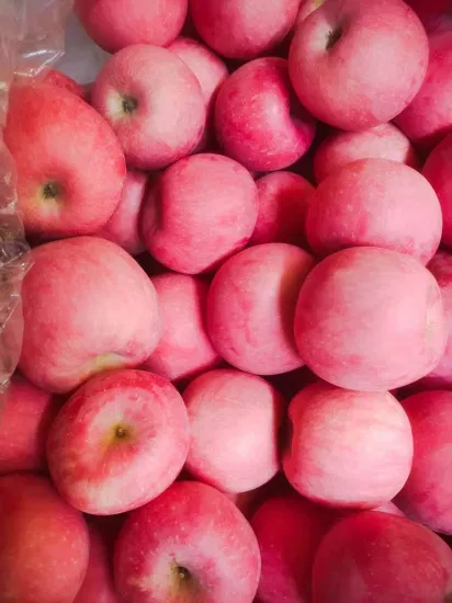 Frisch getrockneter, gewürfelter, kristallklarer, roter Stern, grüner Huaniu Golden Delicious Gala Qinguan FUJI-Apfel im Großhandel, Preis vom Fabriklieferanten