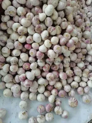 Solo-Knoblauch aus Yunnan, China, neue Ernte, einzelne Gewürznelke, One Clove Health Nature Farm-Produkt, starker Knoblauchgeschmack, gute Würze