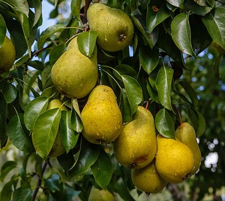 Chinesische neue Ernte frische Birne in der Verkaufssaison