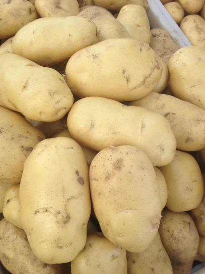 Neue Ernte, frische Holland-Kartoffel von guter Qualität