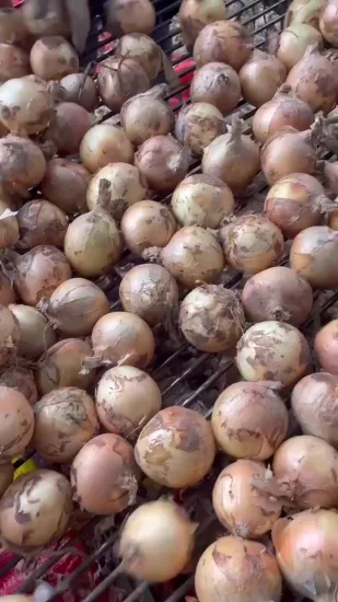 Hochwertige rote frische Zwiebeln für den Export